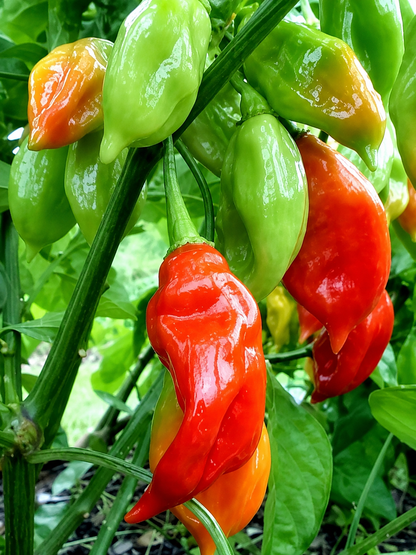 Trinidad Fresh Pimento Peppers (10 per pack)